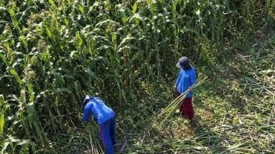 Dua pekerja tani berpakaian dan bertopi biru memotong serta mengumpulkan batang tanaman di tepi ladang tanaman serealia yang tinggi.