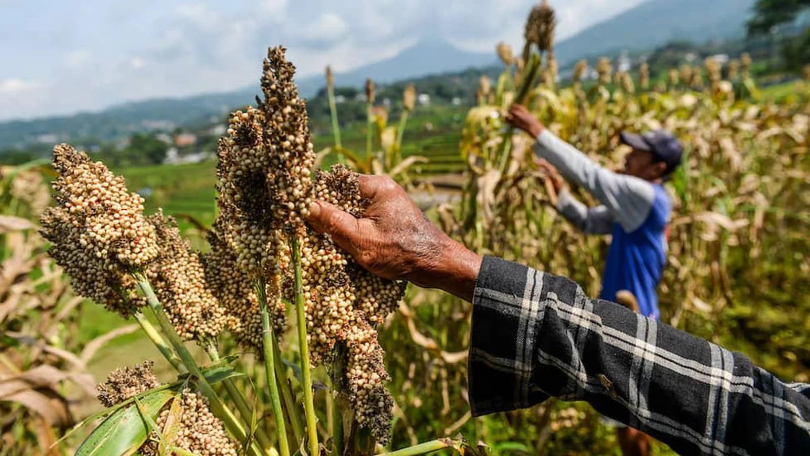 Tangan seorang petani memegang malai sorgum yang telah matang di ladang perbukitan, dengan petani lain sedang memanen di latar belakang dan pegunungan di kejauhan.